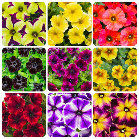 Generic Petunia Superstar bicolor petals close-up, ideal for bright window boxes.