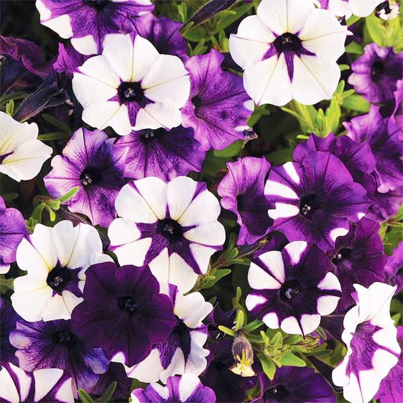 Generic Petunia Superstar blooming in patio containers for continuous color.