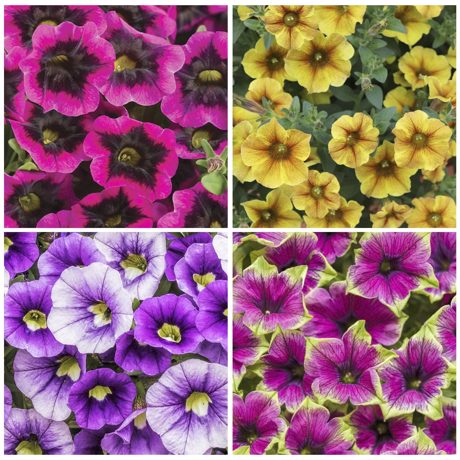 Generic Petunia Superstar dark center fading to light edges for dramatic garden drama.