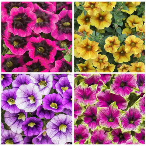 Generic Petunia Superstar dark center fading to light edges for dramatic garden drama.