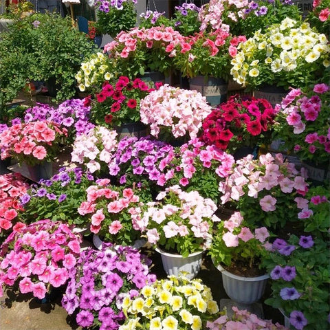 Generic Petunia Superstar edging garden beds adds vibrant seasonal color.