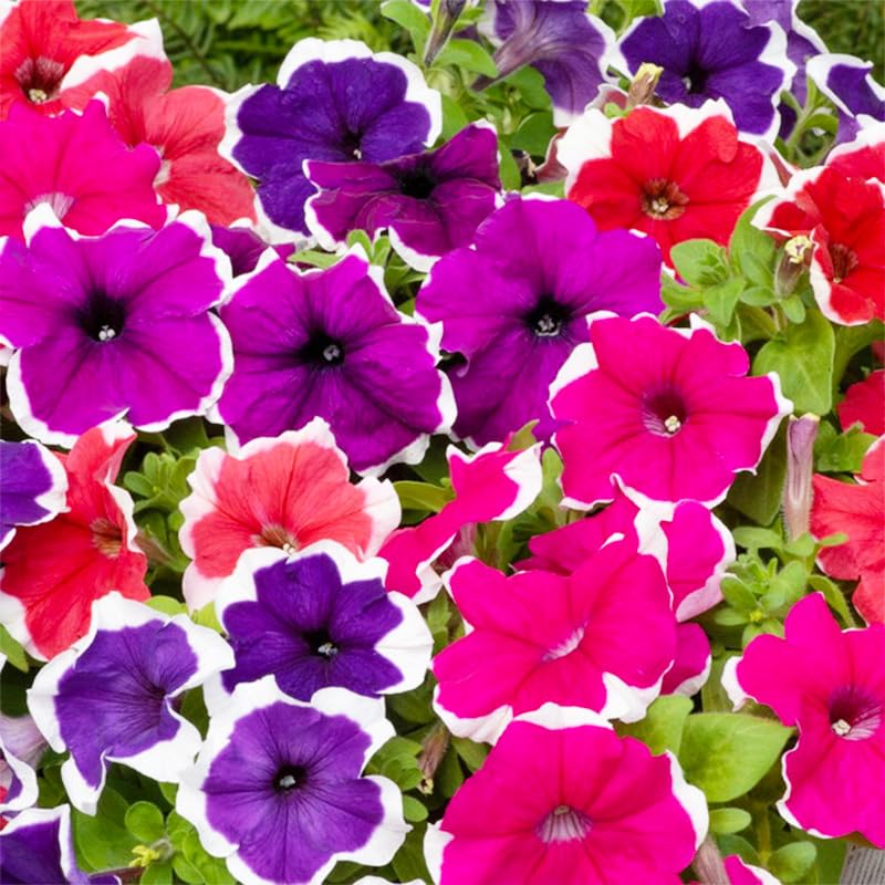 Generic Petunia Superstar window boxes provide sun-loving, low-maintenance beauty.