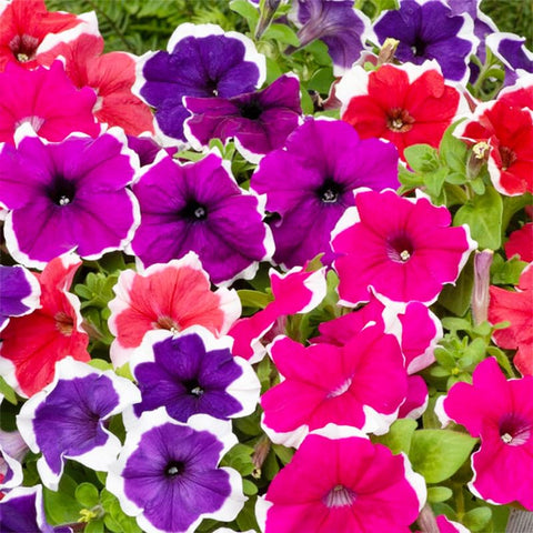 Generic Petunia Superstar window boxes provide sun-loving, low-maintenance beauty.