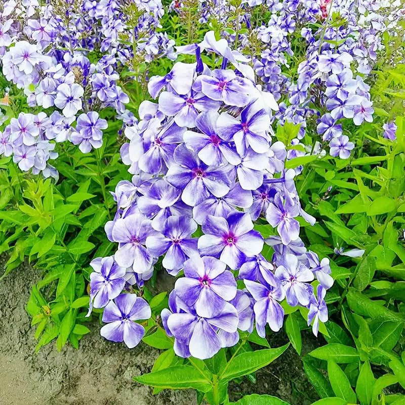 Generic Phlox Seeds border edging with compact blooms that brighten borders.