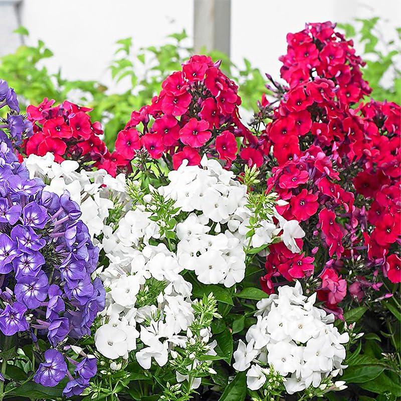 Generic Phlox Seeds container garden in pots adds color to balcony or patio.
