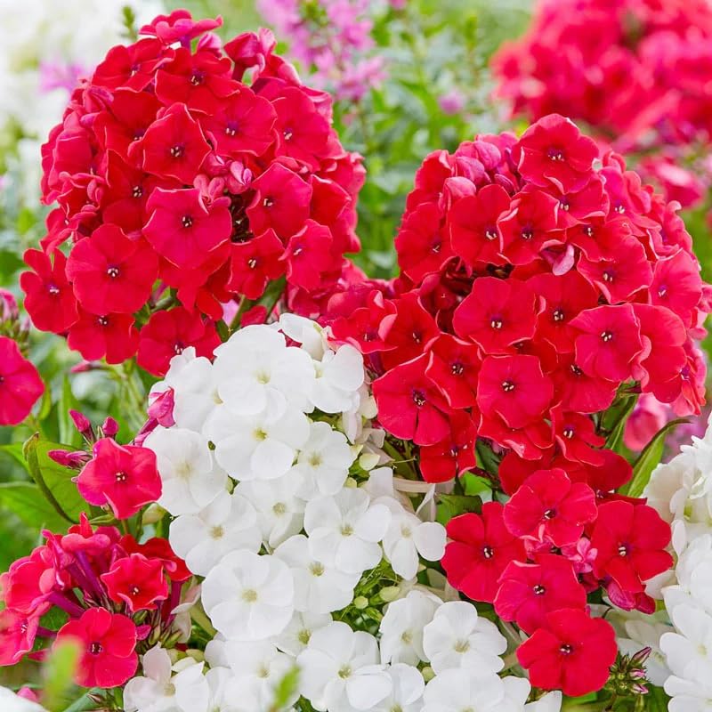 Generic Phlox Seeds creeping ground cover forms a dense floral carpet.