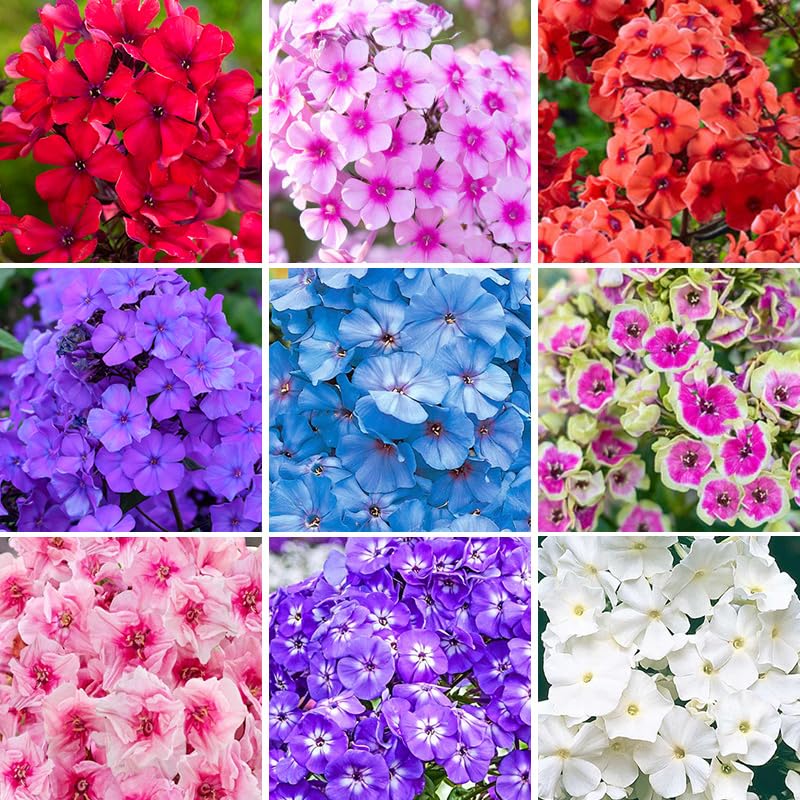Generic Phlox Seeds mixed colors pink purple white blooms for vibrant garden borders.
