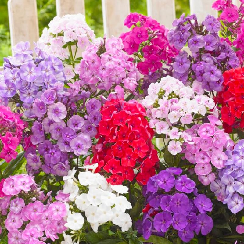 Generic Phlox Seeds season-long color with abundant flowers for beds and borders.