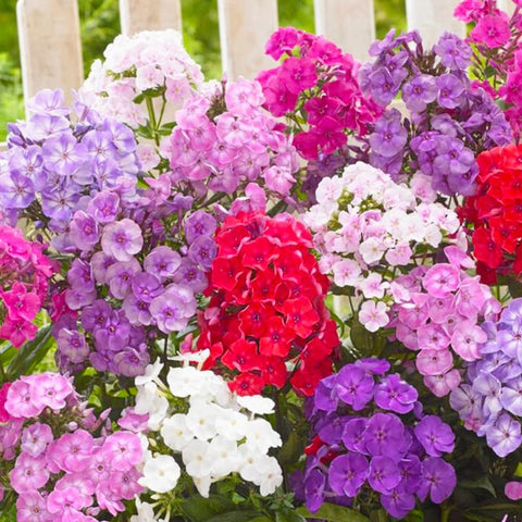 Generic Phlox Seeds season-long color with abundant flowers for beds and borders.