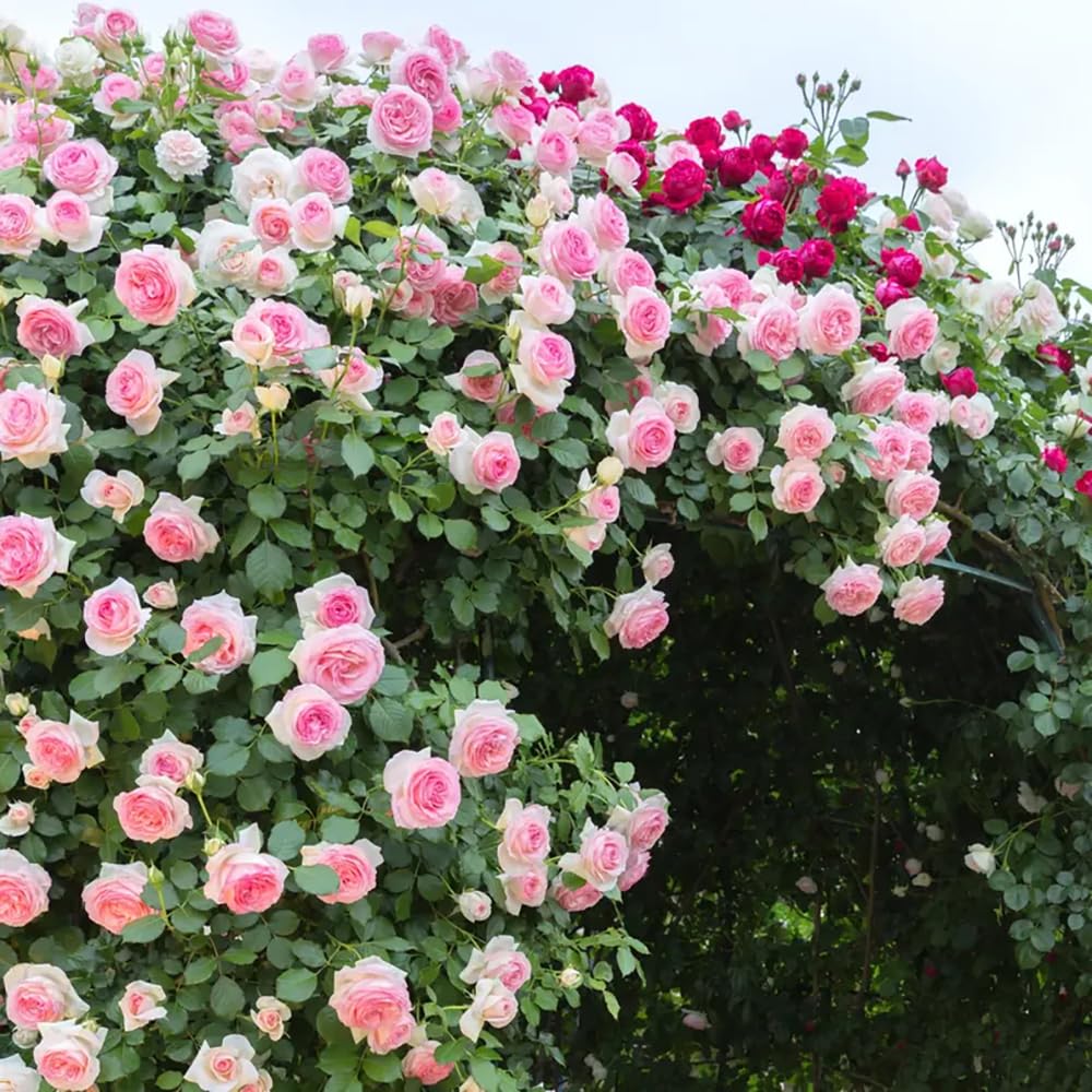 Generic Pink Climbing Rose flower on trellis, fragrant bloom ideal for archways and privacy screens.