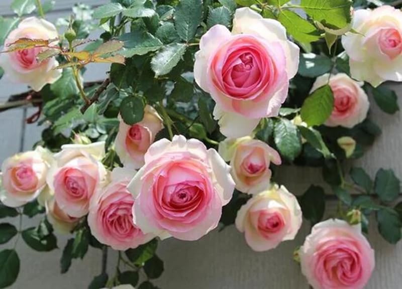 Generic Pink Climbing Rose flower on arch, lush blooms perfect for garden focal points.