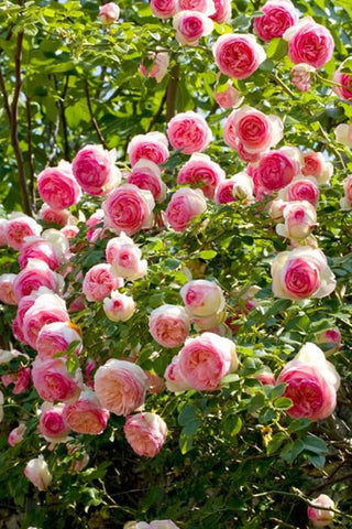 Generic Pink Climbing Rose bloom image, repeat bloomer for ongoing summer color.