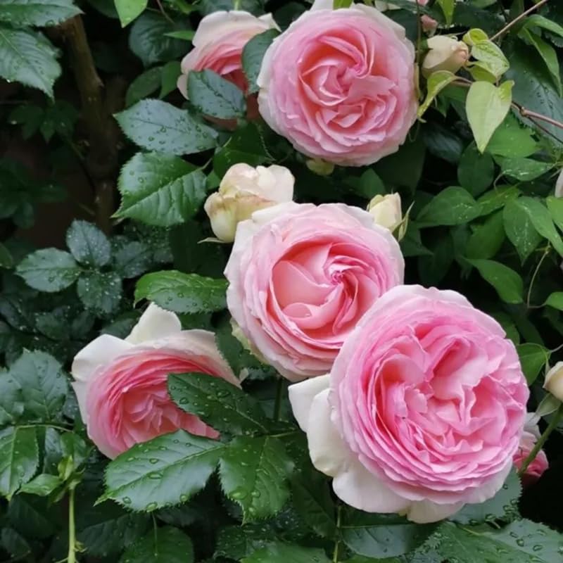 Generic Pink Climbing Rose vine, versatile climber for arches and privacy hedges.
