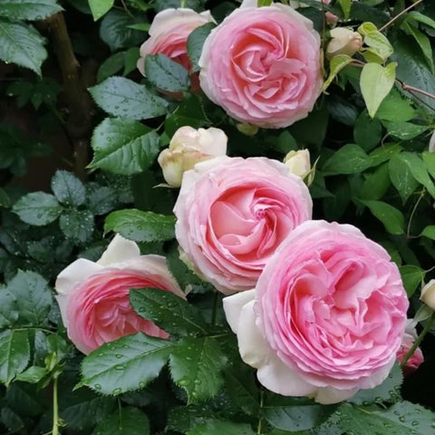 Generic Pink Climbing Rose vine, versatile climber for arches and privacy hedges.