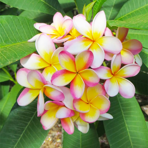 Generic plumeria rubra seeds in a container garden setup for compact, colorful display.