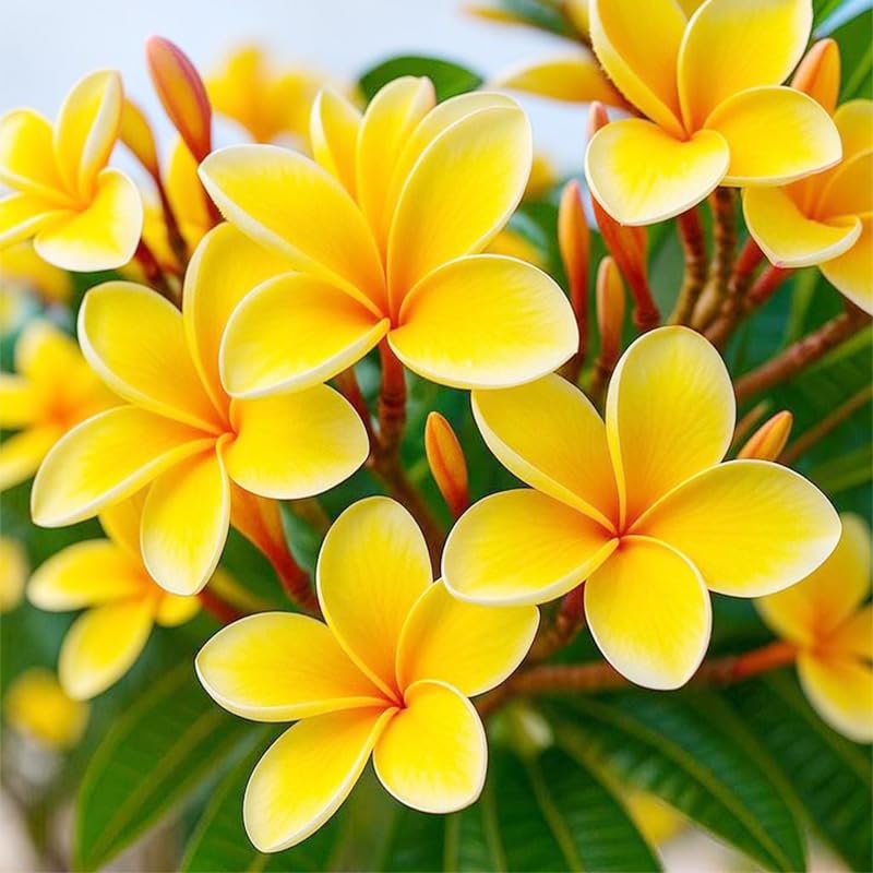 Generic plumeria rubra seeds arranged for landscape decoration and vivid blooms in outdoor spaces.