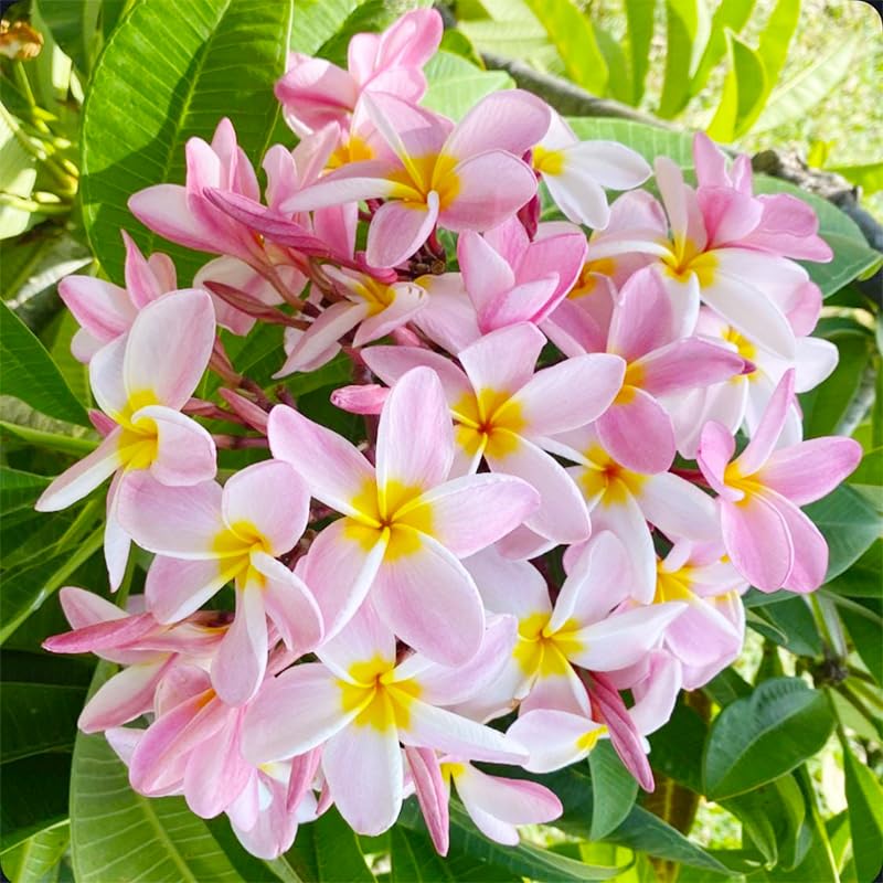 Generic plumeria rubra seeds in sunlit garden scene for easy planting and growth.