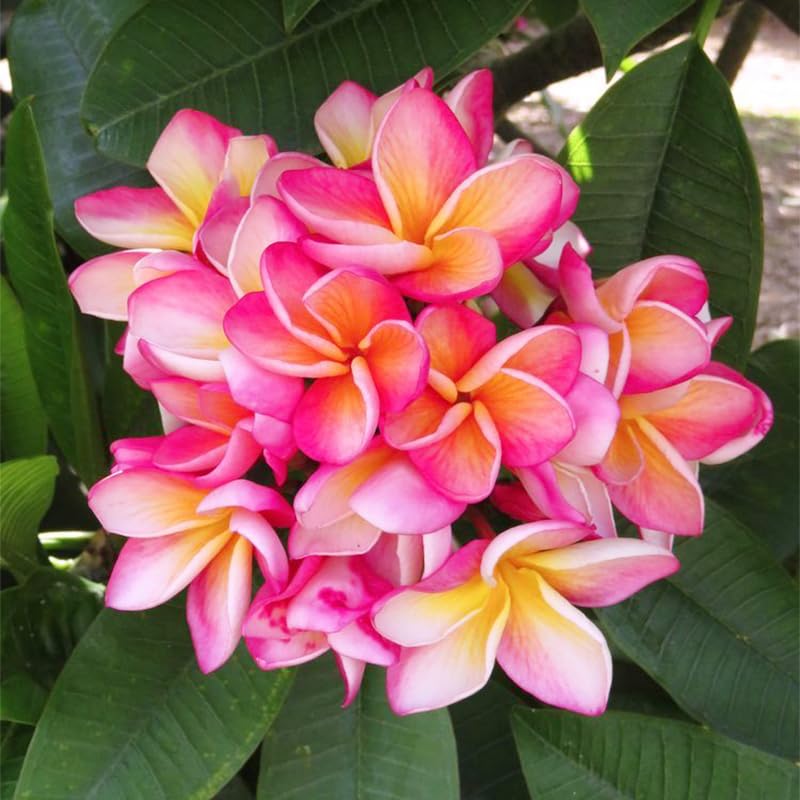 Generic plumeria rubra seeds in well-draining soil arrangement for successful germination.