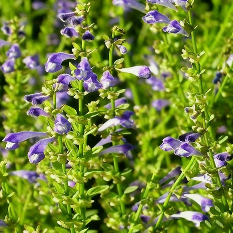 Generic skullcap blooms attract pollinators—blue-violet summer display for garden visitors.