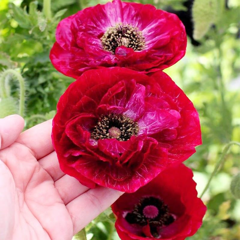 Generic poppy seeds with colorful petal clusters, ideal for cut flower arrangements.