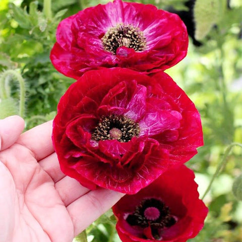 Generic poppy seeds with colorful petal clusters, ideal for cut flower arrangements.