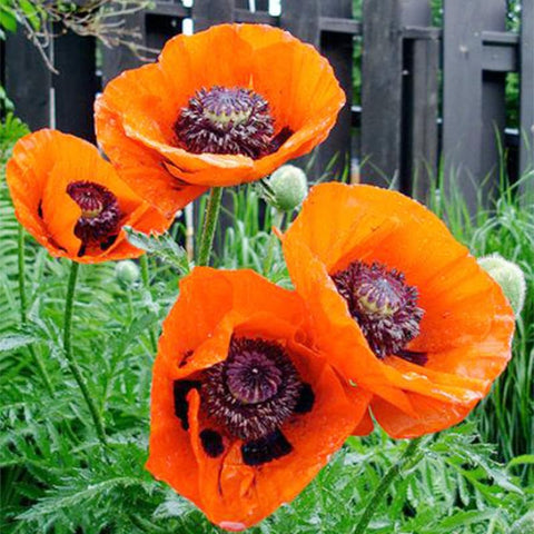 Generic poppy seeds in a sunlit garden, ready for planting and seasonal bloom.