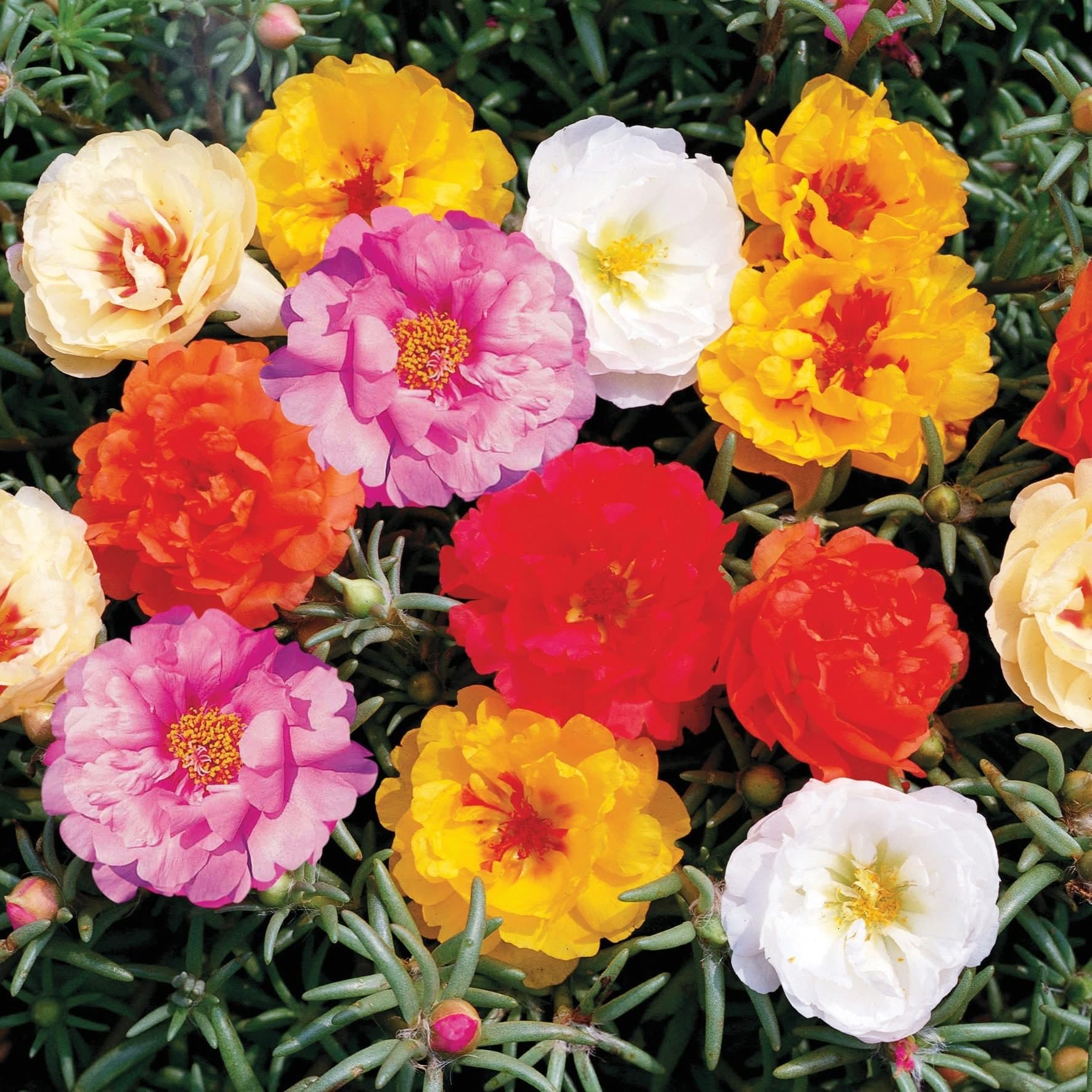 Generic Easy-to-grow portulaca seeds, sprout in 7–14 days for rapid color.