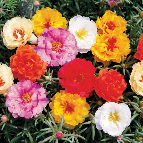 Generic Easy-to-grow portulaca seeds, sprout in 7–14 days for rapid color.
