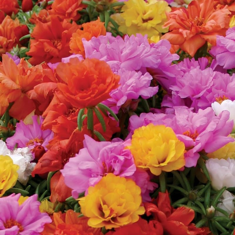 Generic Portulaca ground cover seeds for borders, containers, and rock gardens.