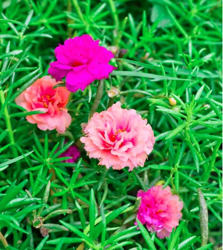 Generic Moss Rose blooms attract bees and butterflies for a pollinator-friendly garden.