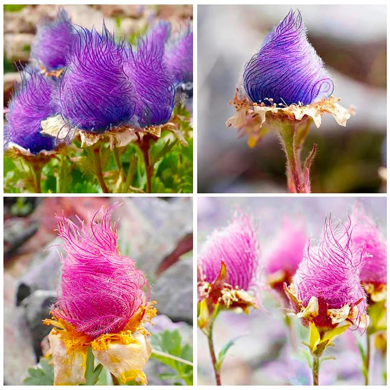 Generic Prairie Smoke bloom in rock garden highlights pollinator-friendly nectar.
