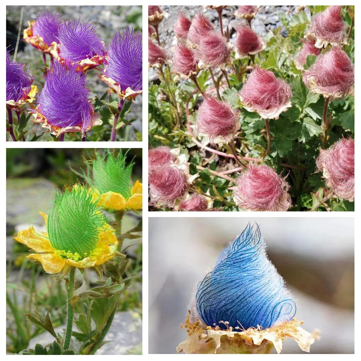 Generic Prairie Smoke seeds packet for spring planting and naturalized borders.