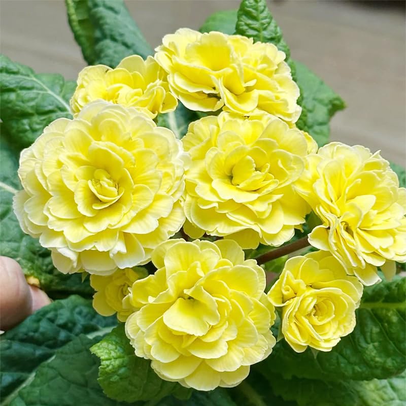 Generic primrose border bed planting demonstrates versatile use