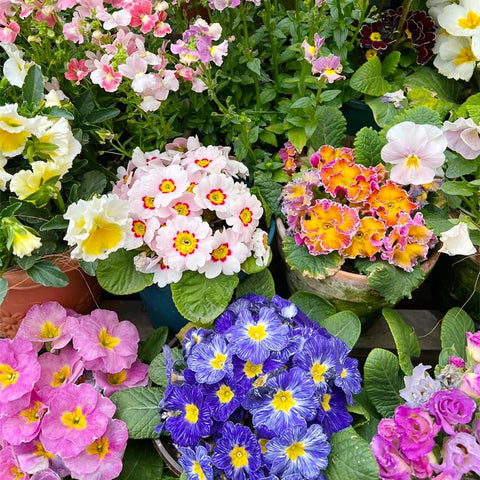 Generic primrose container garden setup with bright blooms