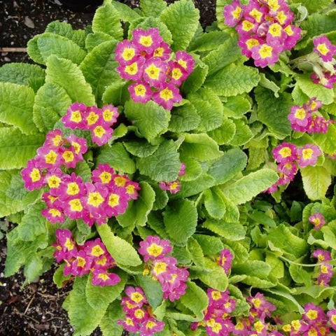 Generic 1000+ mix primrose blooms brighten early spring landscapes