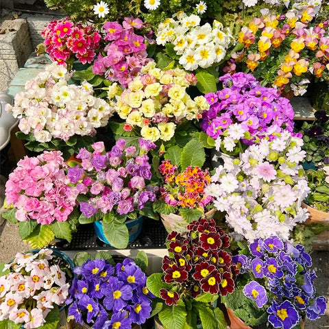 Generic primrose partial shade habitat thrives in cooler climates