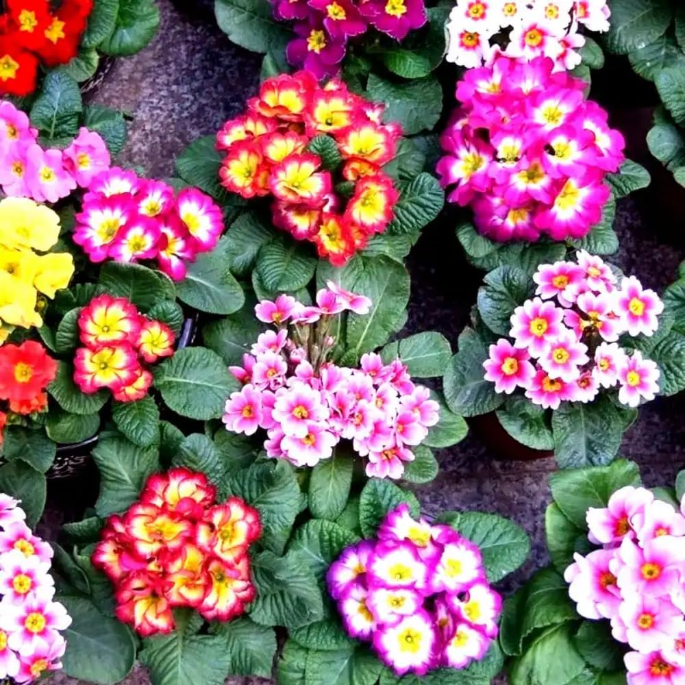 Generic primrose attracts bees and butterflies for pollinator gardens