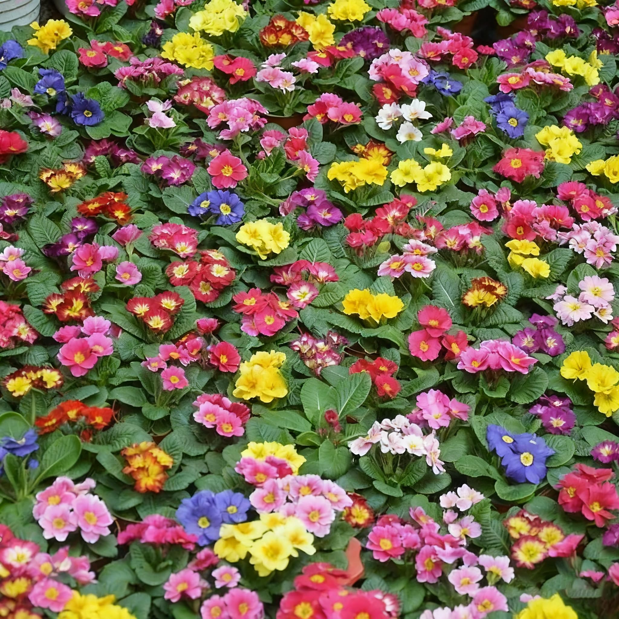Generic primrose seeds thrive in cool weather and partial shade.