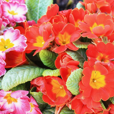 Generic primrose seeds with mixed-color double primula blooms for borders.