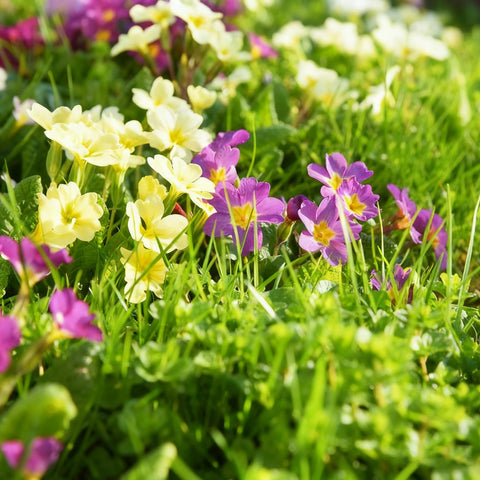 Generic primrose seeds are non-GMO heirloom varieties for home gardens.