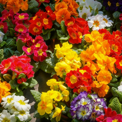Generic primrose seeds suitable for all USDA zones as annuals or biennials.