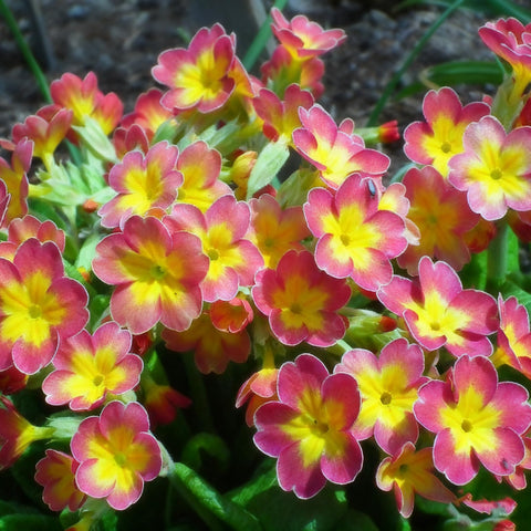 Generic primrose seeds deliver very early spring blooms for color.