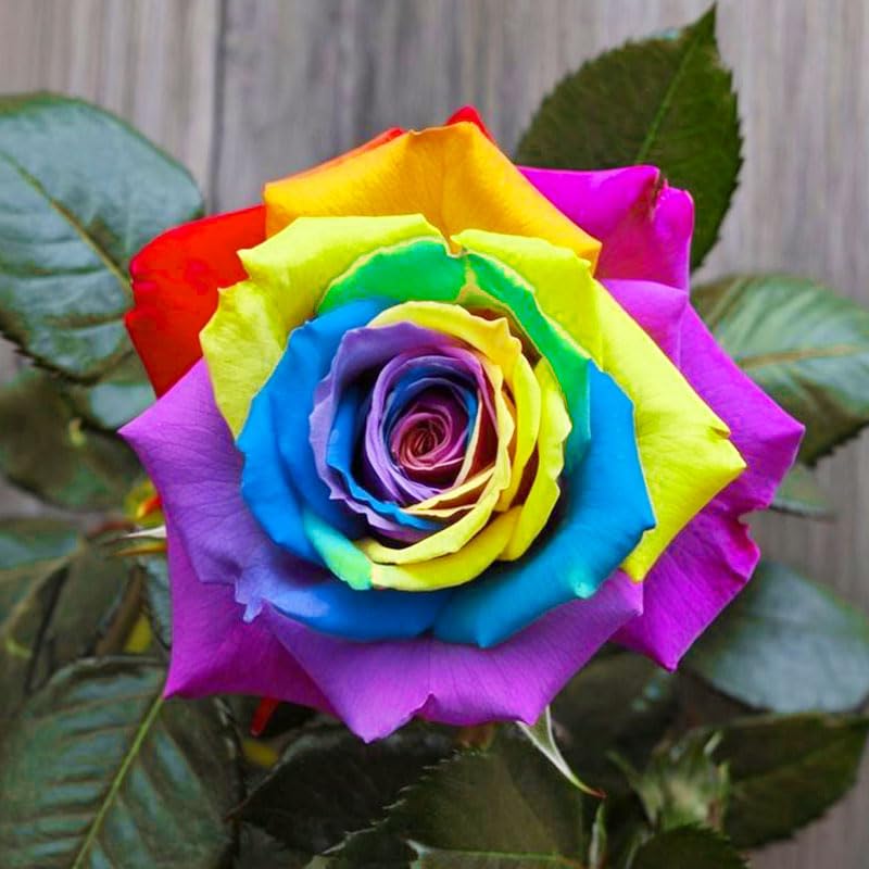 Generic Rainbow Rose seeds used as border accents in a color-saturated landscape.