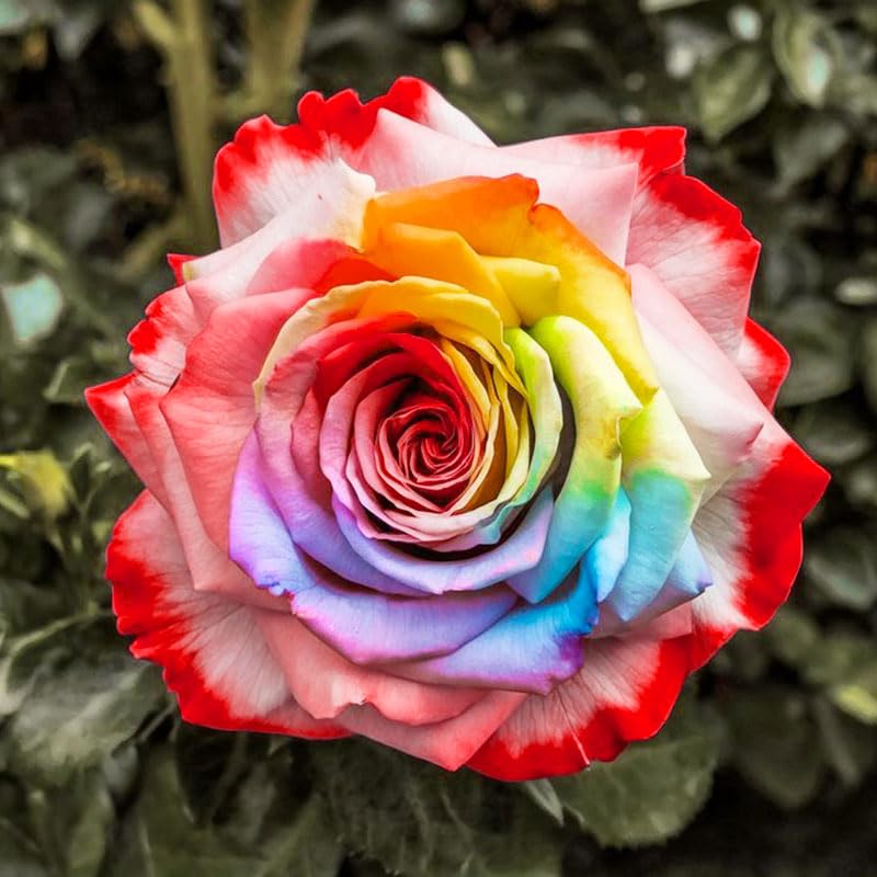 Generic Rainbow Rose seeds promoting indoor germination for an early color display.
