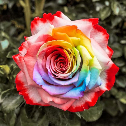 Generic Rainbow Rose seeds promoting indoor germination for an early color display.