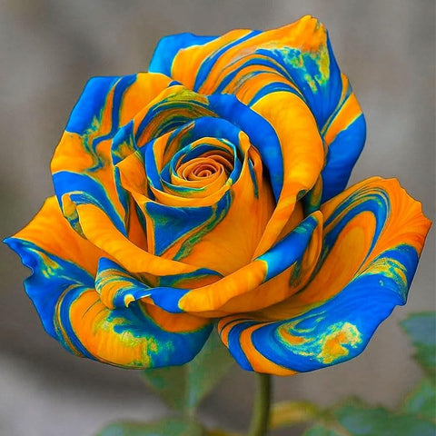 Generic Rainbow Rose seeds growing in sunlit beds with bright, varied petals.