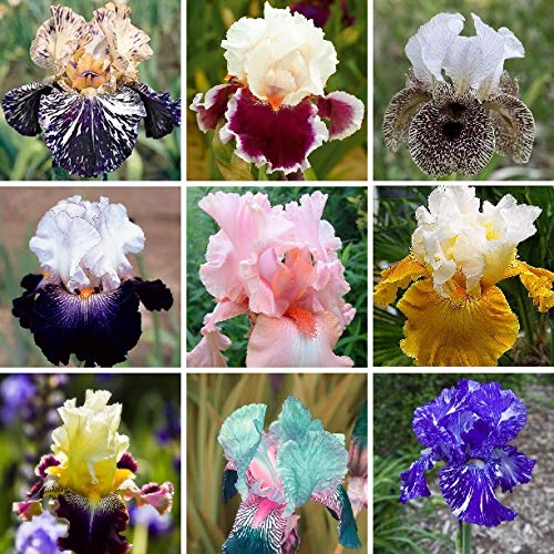 Generic rare heirloom iris seeds pack — colorful blooms in your garden.