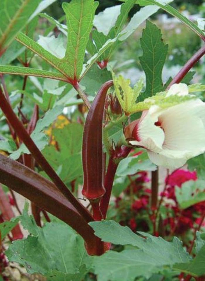 Generic Red Burgundy okra pods ready for harvest in a sunny bed