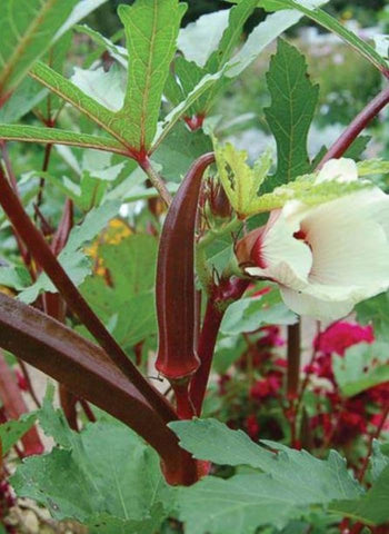 Generic Red Burgundy okra pods ready for harvest in a sunny bed