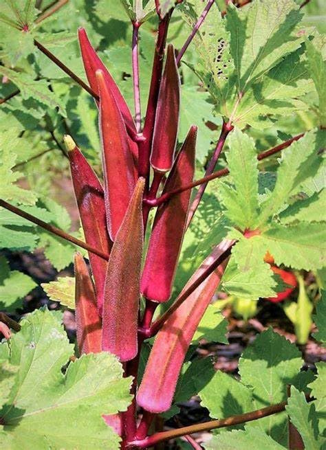 Generic Red Burgundy Okra seeds packet ready for warm-season sowing